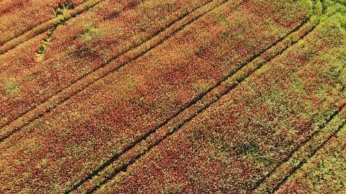A Red Field of Poppy Flowers