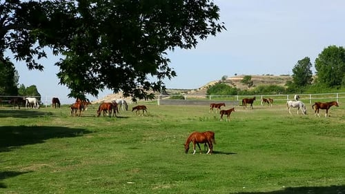 Horses Grazing