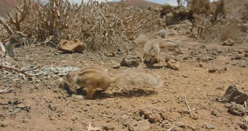 Wildlife of Ground Squirrels Atlantoxerus Getulus in the Crater of the Calderon Hondo Volcano Near