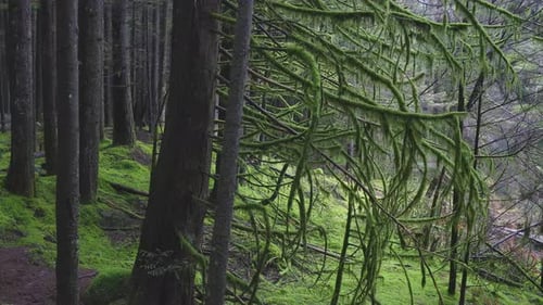 Canadian Forest View