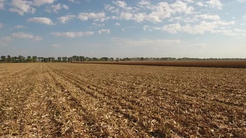 Corn Field After Harvest