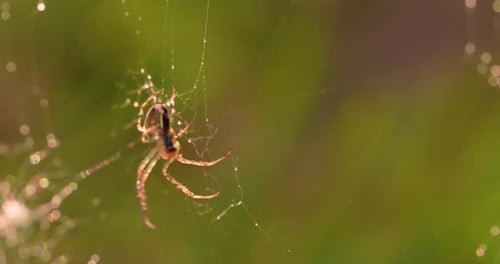Raindrops on the Spider Web. Cobwebs in Small Drops of Rain.