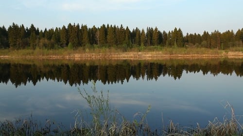 Still Lake Reflects Dense Forest in Daytime