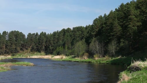 River And Pine Trees Forest At Spring
