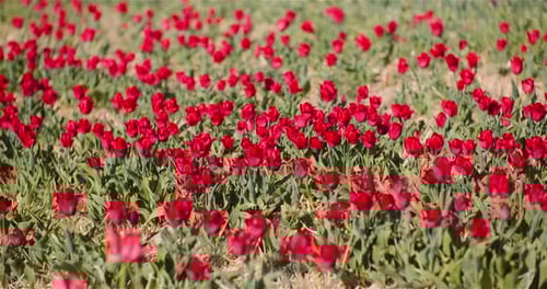 Blooming Red Tulips on Flowers Plantation Farm
