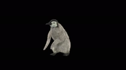 82 Penguin Dancing 4K