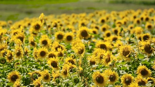 Tournesol