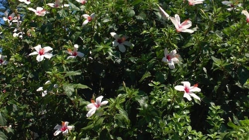 Nature Background with Rose Hibiscus Flowers