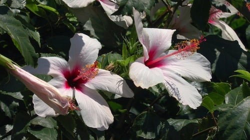Natur-Hintergrund mit Rosen-Hibiskusblüten 3