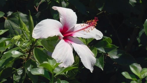 Natur-Hintergrund mit Rose Hibiscus Blume