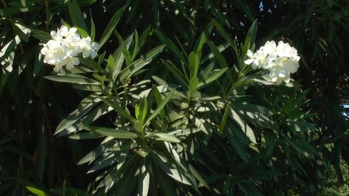 White Flowers Blooming in a Natural Setting