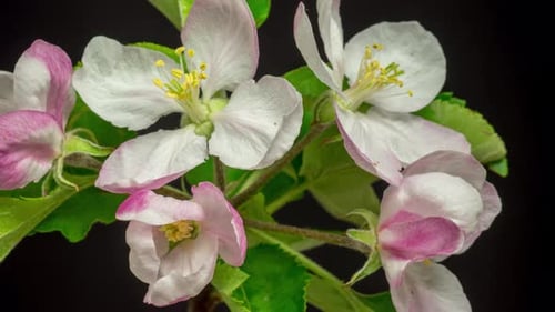 Blooming Flower Time-Lapse