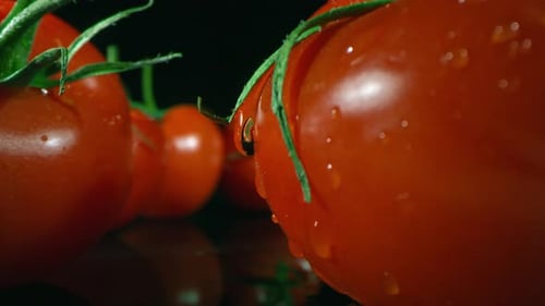 Drops Of Water Dripping From Ripe Tomato
