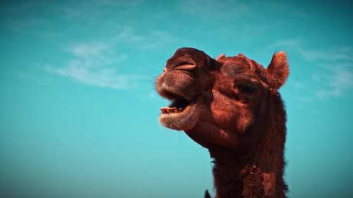 Filmmusik Zeitlupenaufnahme eines kauenden Kamels unter blauem Himmel in Pushkar, Indien