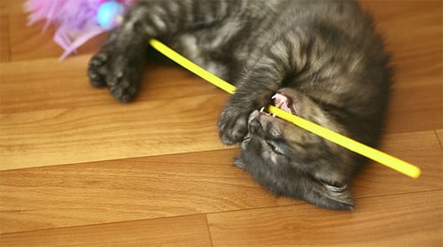 Kitten Playing With Toy on Hardwood Floor