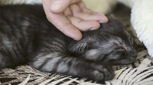 Sleeping Kitten