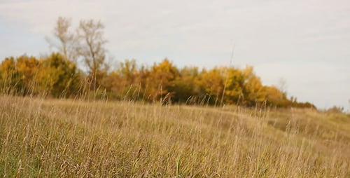 Autumn Dry Grass And Yellow Trees