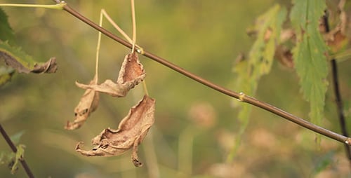 Verblasste Herbstblätter 2