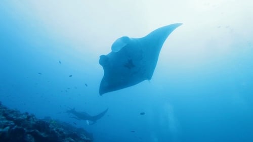 Manta Rays Swimming in Ocean Blue, Maldives