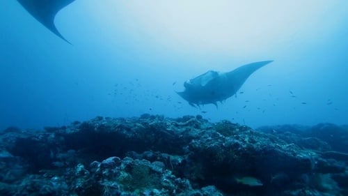 Manta Rays Swimming in Ocean Blue, Maldives