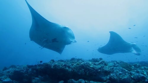 Manta Rays Swimming in Ocean Blue, Maldives