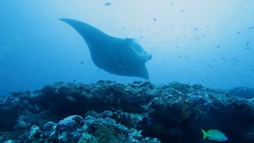 Manta Rays Swimming in Ocean Blue, Maldives
