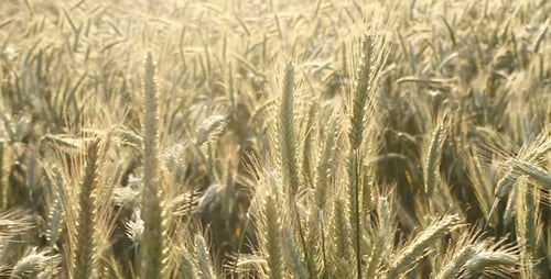 Wheat Field