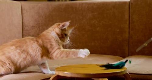 Funny Curious Young Red Ginger Maine Coon Kitten Cat Playing With Toy At Home Sofa