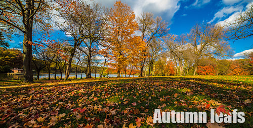 Herbst-Blätter