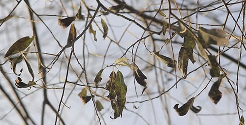 Herbstliche verblasste Blätter auf trockenen Ästen