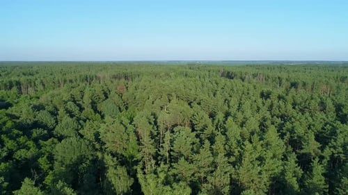 Aerial View Summer Forest in Sunny Day Drone Flying Over Green Trees