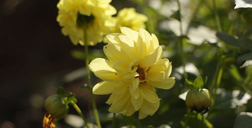Yellow Flowers Blooming in Natural Daylight