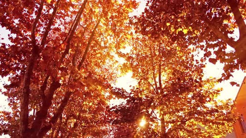 Feuilles dorées denses et sèches contre la lumière du soleil