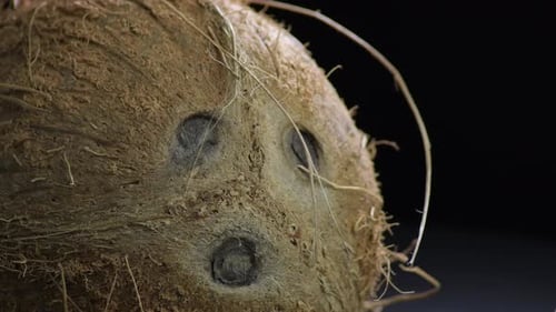 Coconut, Fruit Tropical, in Studio
