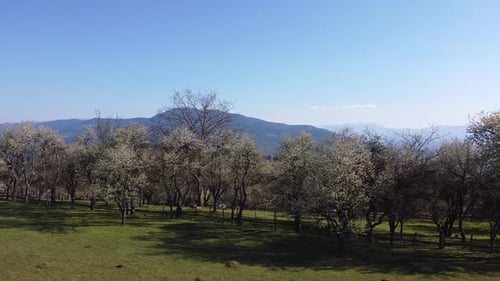 Aerial Shot Of Vegetation And Trees In The Spring V3