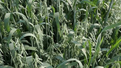 Close-up of common oat food plant in the spring slow-mo 1920X1080 HD tilting footage - Slow motion A