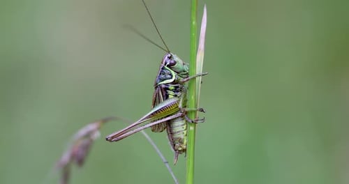Insekt Roesels Bush-Cricket auf einem grünen Grasblatt