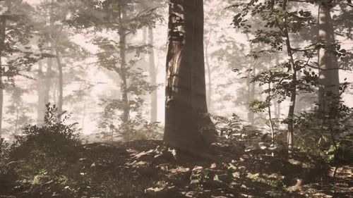 Rays of Sunlight Falling Into a Misty Forest