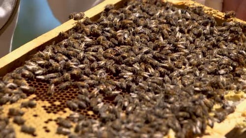Arbeitsbienen auf Honeycomb