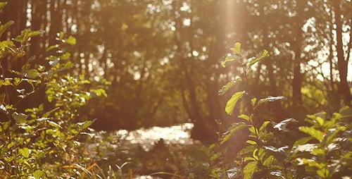 Forest And River With Sun Glare