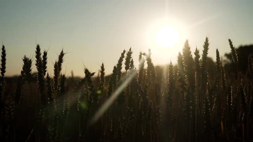 Wheat Field at Sunset