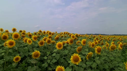 Beautiful Aerial View Above to the Sunflowers Field