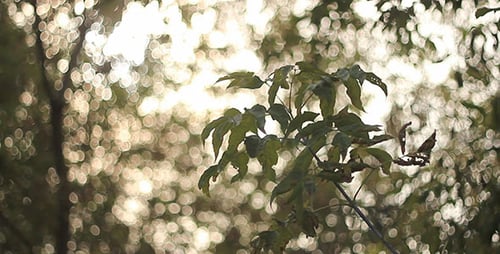 Green Leaves And Sunshine Bokeh