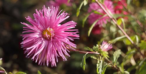 Blooming Pink Aster Flower Close-up