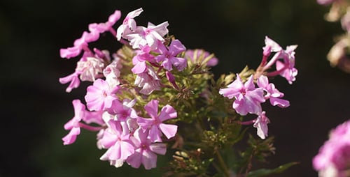 Close-Up of Pretty Pink Flowers Blooming in Garden