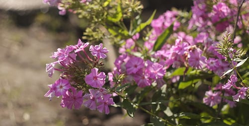 Close Up of Beautiful Pink Flowers in Garden