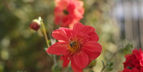 Bee Pollinating Red Flowers in a Garden