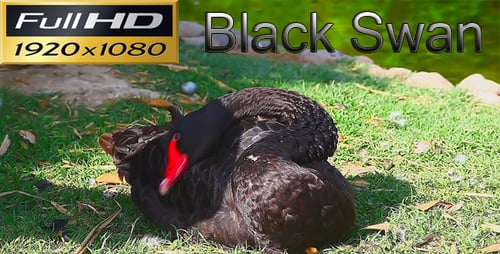 Nature HD | Cygne noir