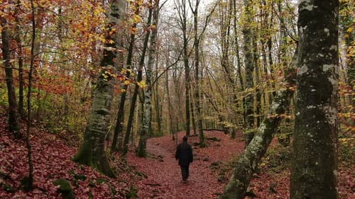 Se déplacer dans le champ de hêtres en automne