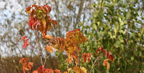 Rote Herbstblätter